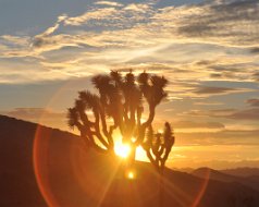 Joshua Tree National Park