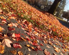 Fall in Old Bridge