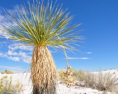 2012-10-20 White Sands National Monument