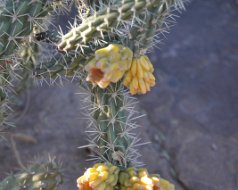 2013-01-20 EM Chocolate Cactus Garden