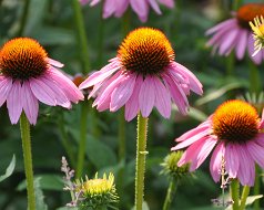 Flower Garden