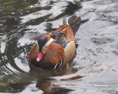 2012-01-28 Central Park Zoo