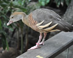 2012-07-01 Central Park Zoo