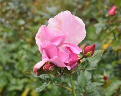 2013-11-16 Rose Garden