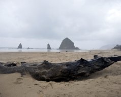 2013-11-15 Cannon Beach